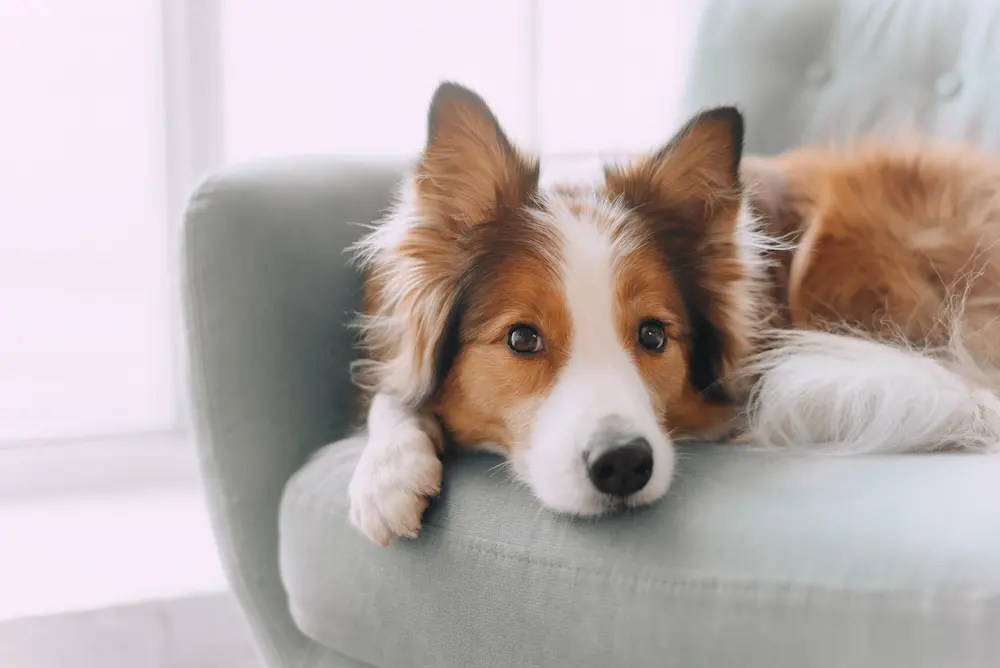 Narożnik Vilmax w tkaninie Pet Friendly w salonie z dziećmi i psem